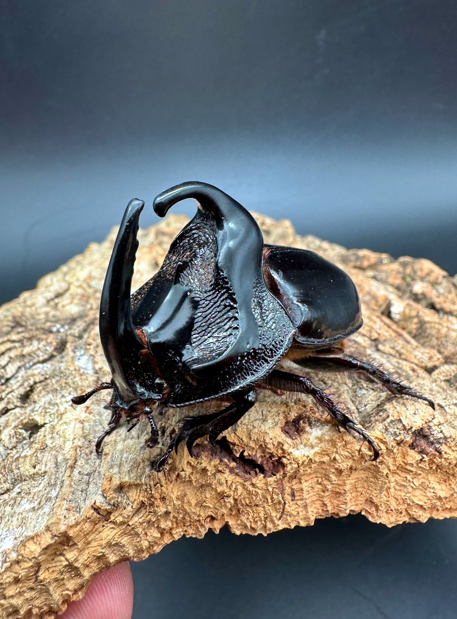 公式 ペルー産 クレナータオオキバウスバカミキリ 75mm ペルー産 ク