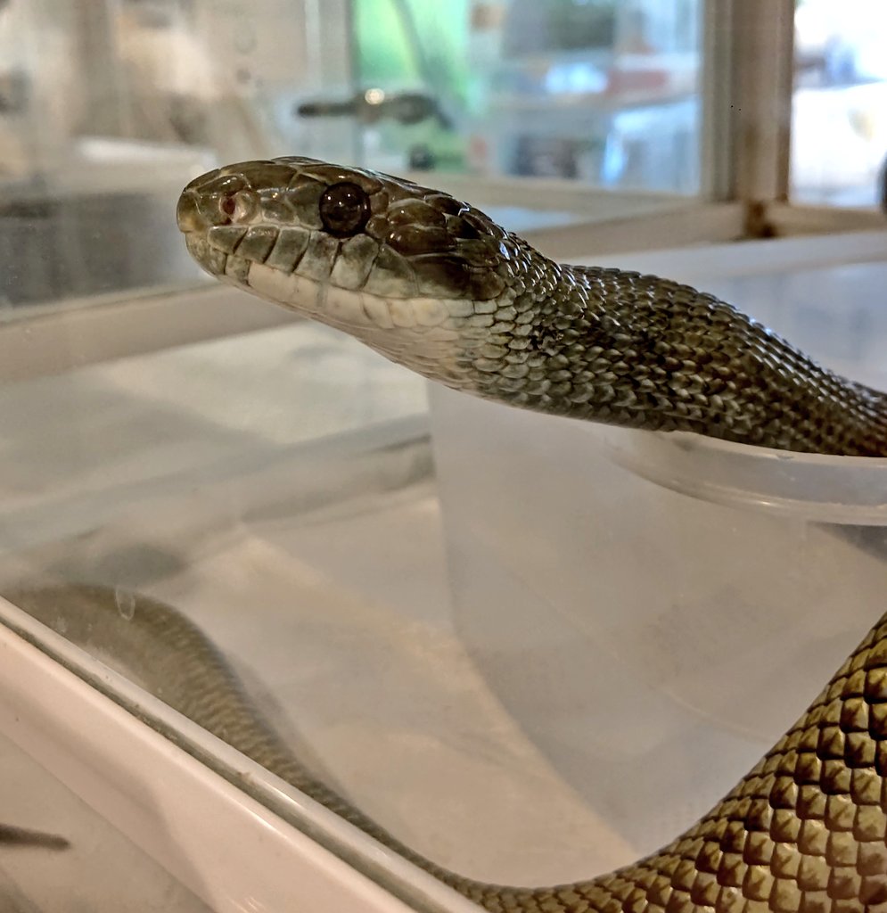 わっくんのへび