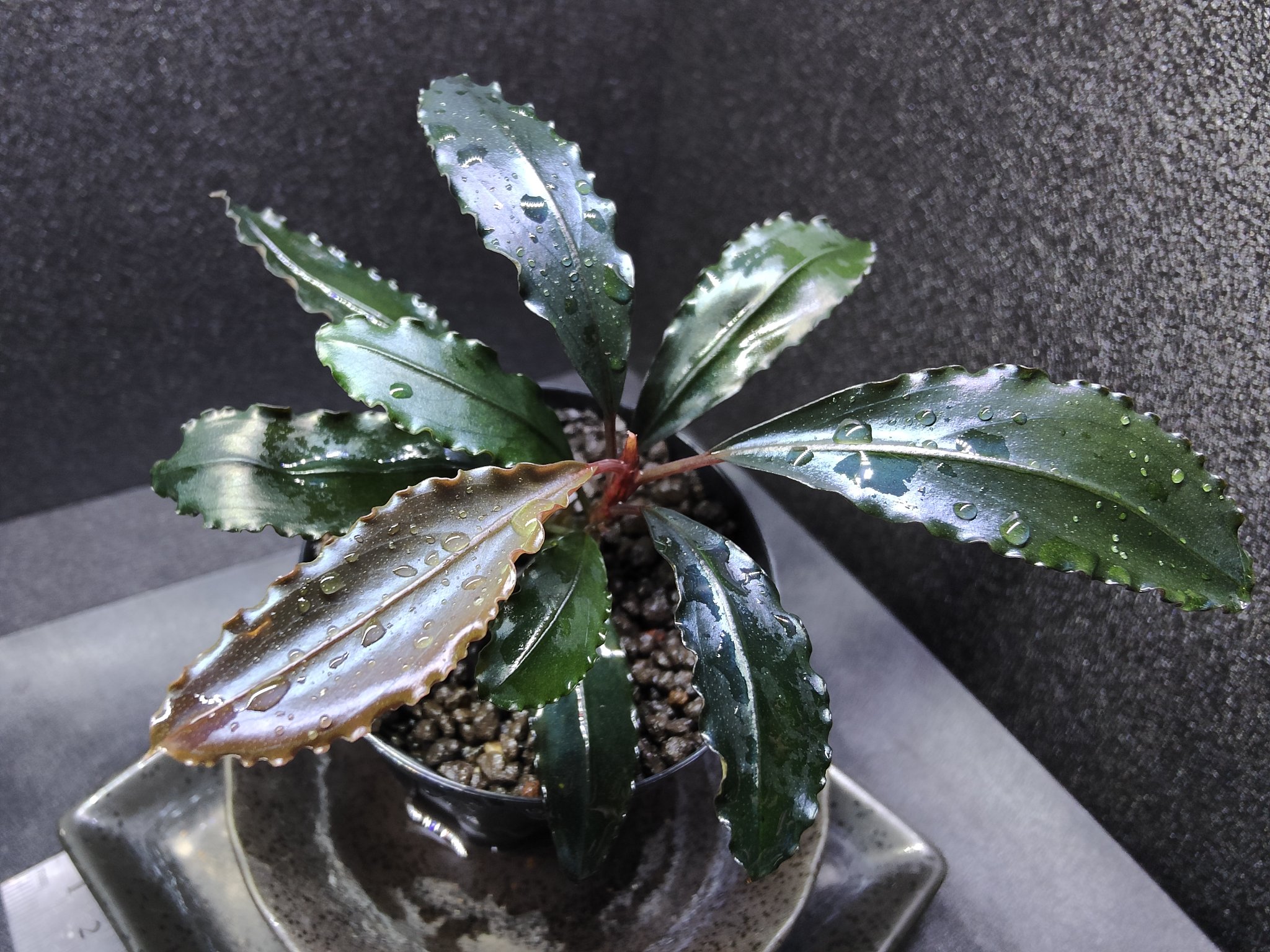 Bucephalandra sp. “Red waltz” 水の国 ブセファランドラ