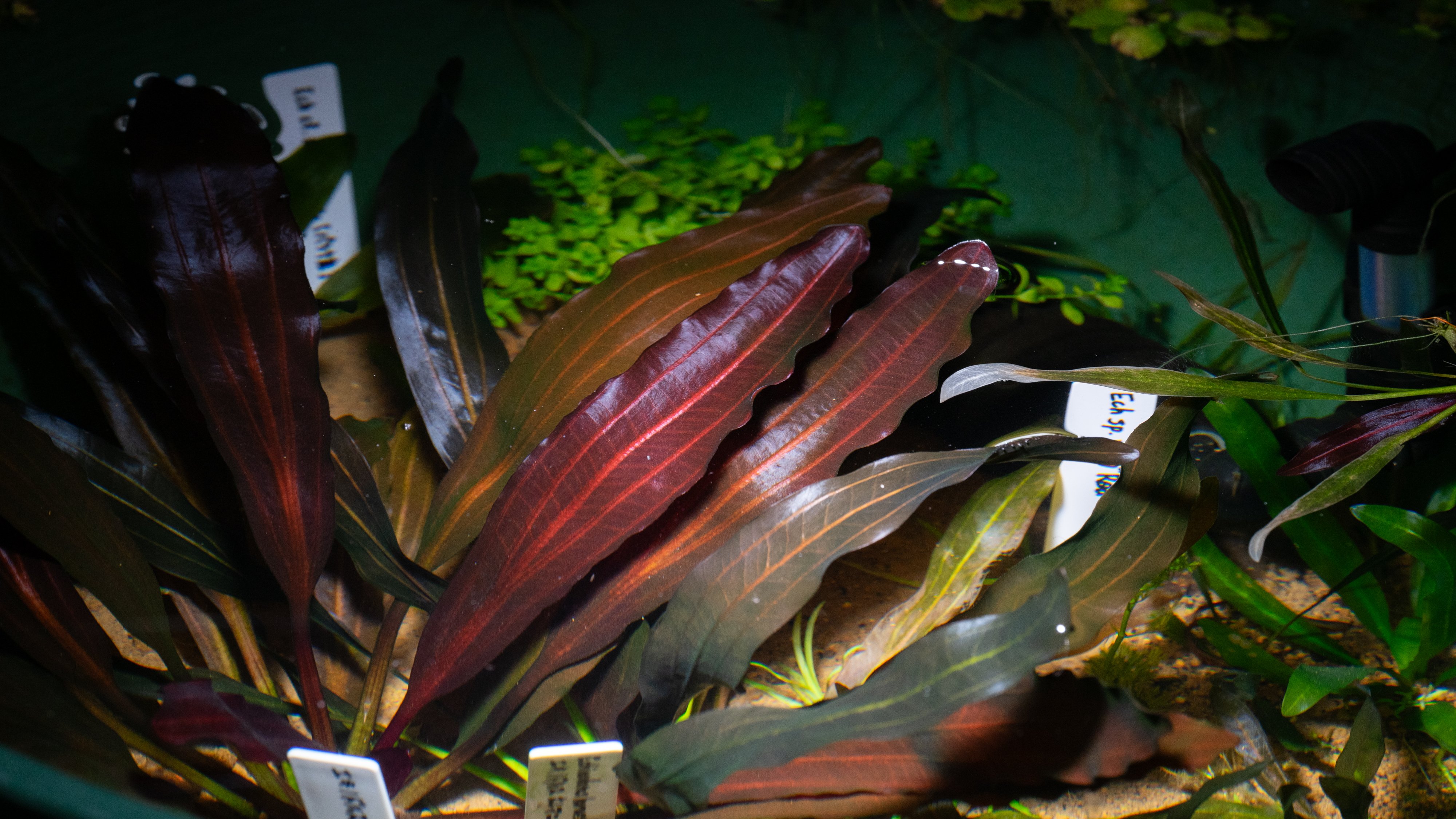 p*8様 ☆ エキノドルス ホレマニー クラッシックブロードリーフ☆ 水槽