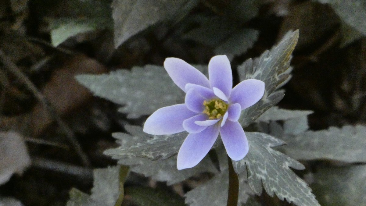 雪割一華 #ユキワリイチゲ