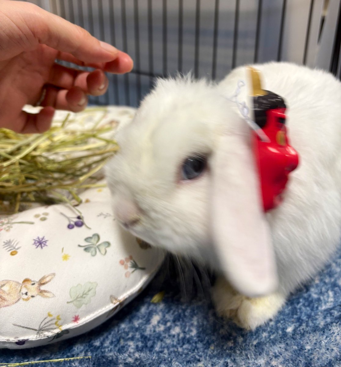 うさぎ王子とフロア (@usagi_hamham) / Posts / X