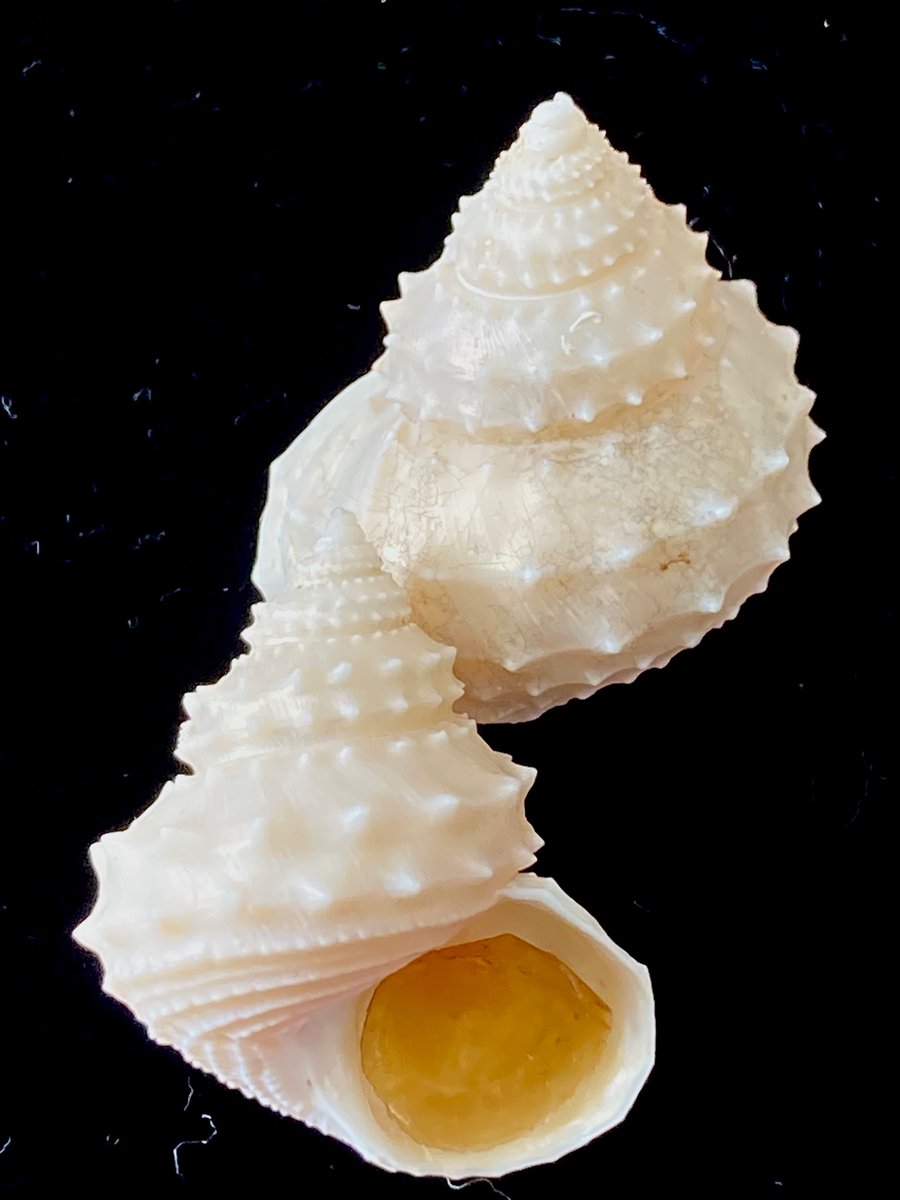 貝殻日和 (@uvYHeMSrf1DLWwf) / Posts / X