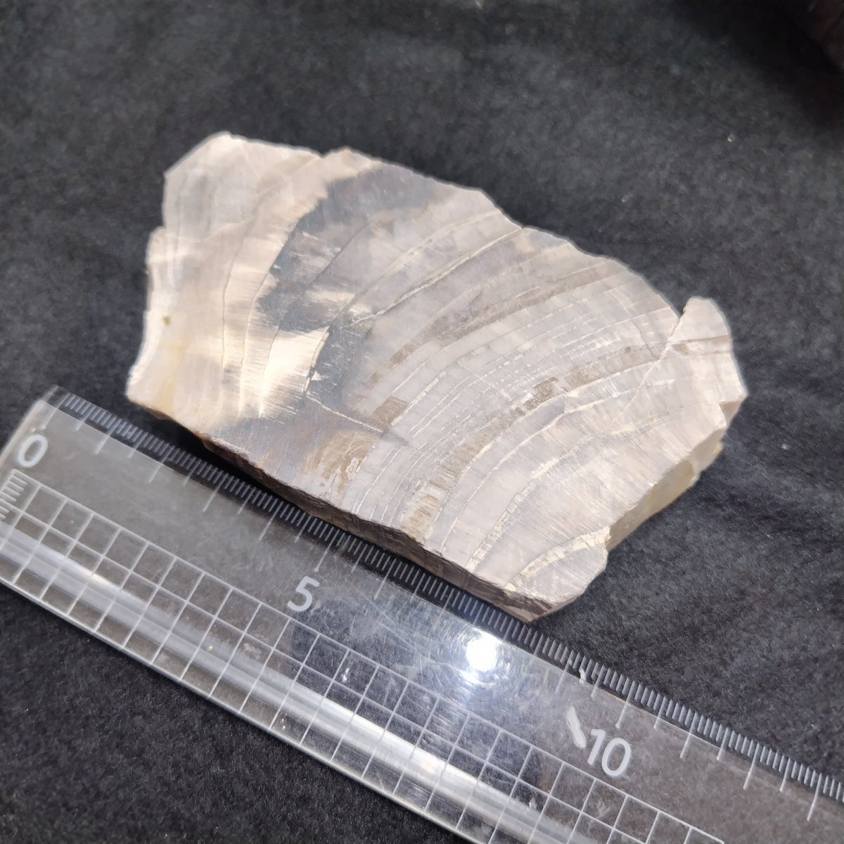 蛋白石化した珪化木/Opalized Wood】 時代：新生代第三紀 産地：岩手県