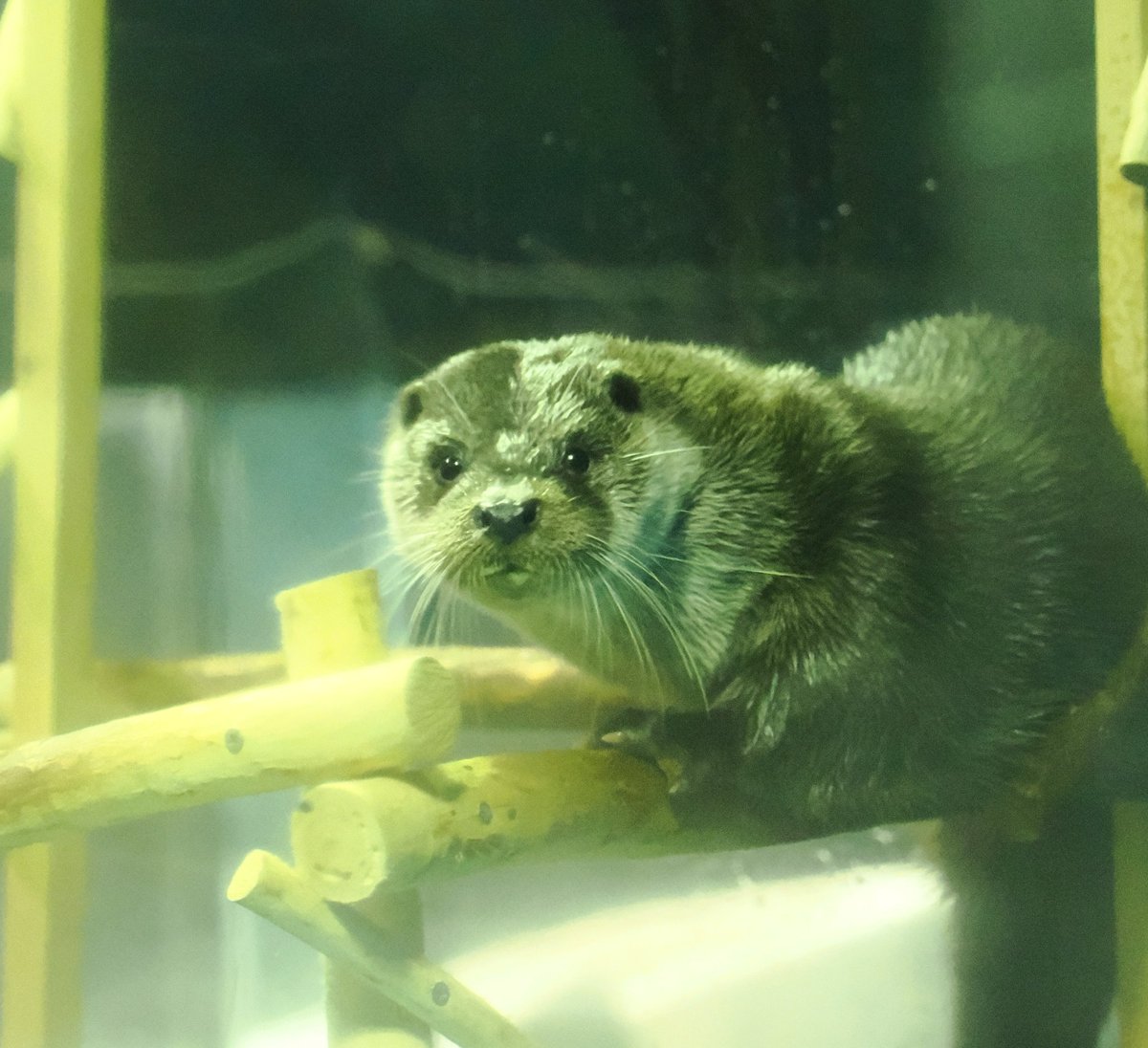 かわうそ(・ᴥ・) (@iF9kOxq2miU6JaD) / Posts / X