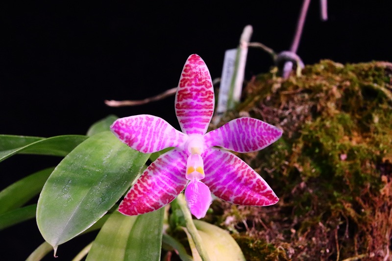 NK】 (@nknk81191345) / Posts / X