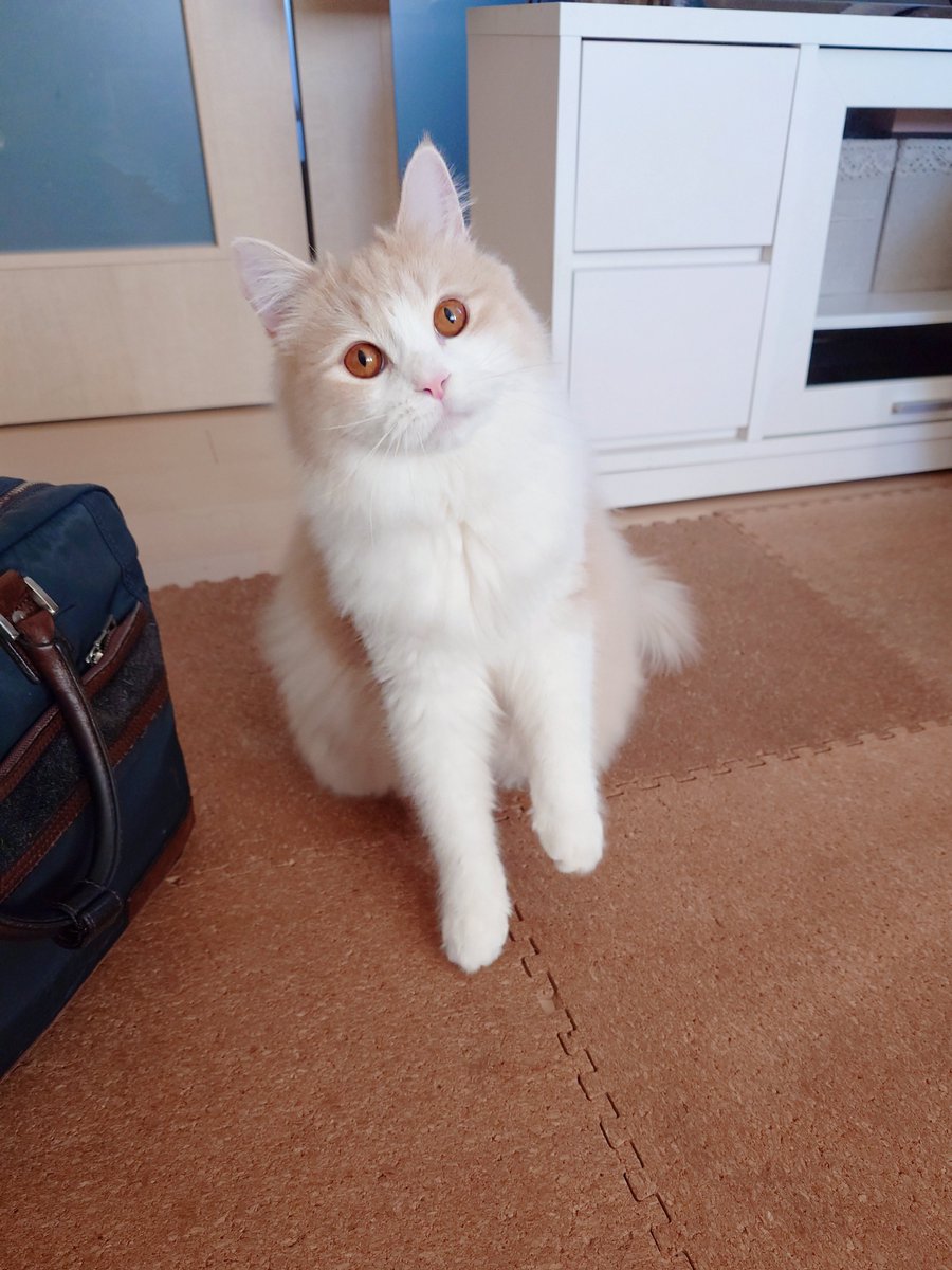 にゃあ (@marotrain) / Posts / X