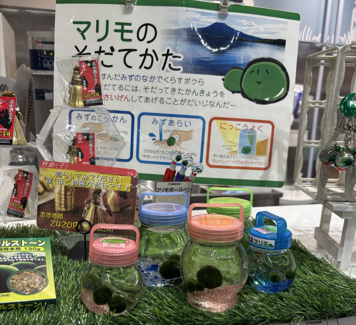 マリモ売ってるの久々に見た 昔修学旅行で買った気がする😂😂