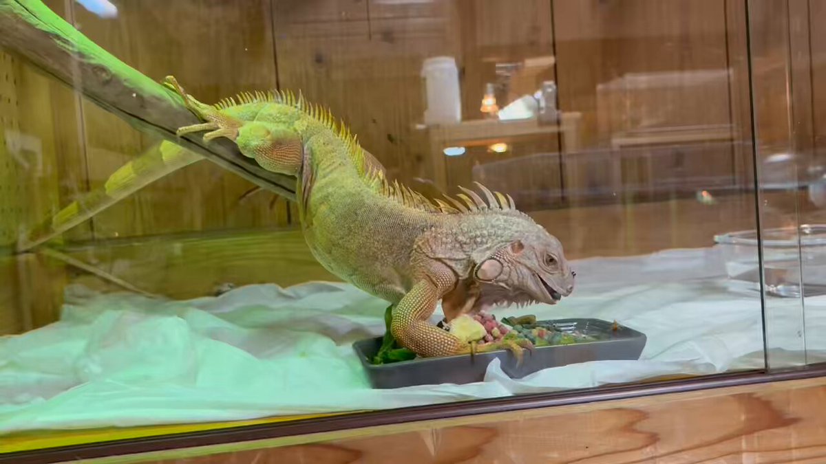 yuma爬虫類ケージ工房様 リクエスト 4点 まとめ商品 yuma爬虫類ケージ