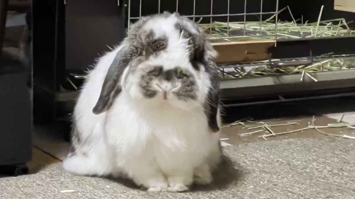 もも♀🍑@うさぎパパ (@momorabbit21) / Posts / X