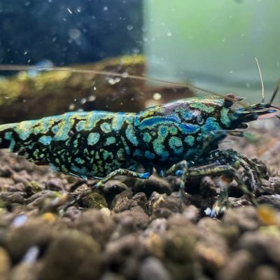 munmun shrimp (@munmunshrimp) / Posts / X