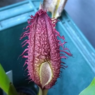 萎縮葉がなかなか治まらないエキノドルス ホレマニー レッドですが