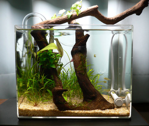 ADA キューブガーデン スペリア60cm(マット・フック付) ADA キューブ