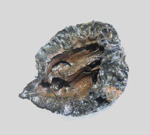 バタグルミ化石⑦