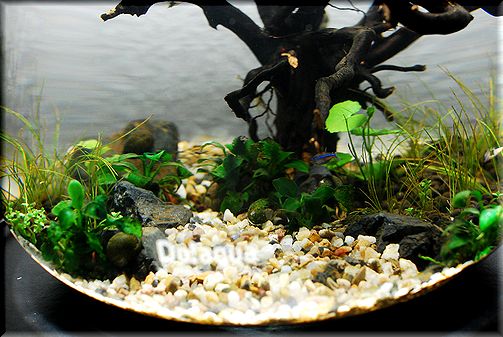 プラントグラス オーバル25 2nd : Glory of Aqua