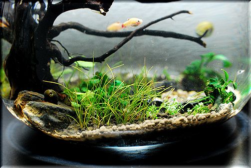 プラントグラス オーバル25 2nd : Glory of Aqua