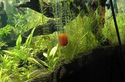 ADA ソフナイザー ADAソフナイザー50