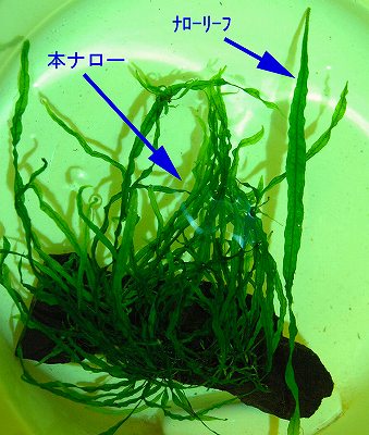 ミクロソリウム 本ナロー : Bolbi