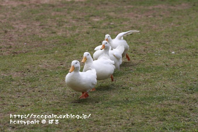 Suntory Open '94 & '95 セット カワセミ アヒル Suntory Open '94