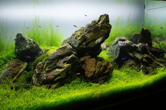 万天石 アクアリウム ADA 親石 石組レイアウト 水槽レイアウト 水草