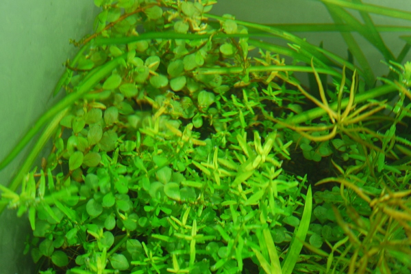 ADA ボトムレリーズ : UNNATURAL AQUARIUM