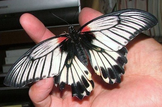 白化型】ナガサキアゲハ（メス、タイ産飼育品） 白化型