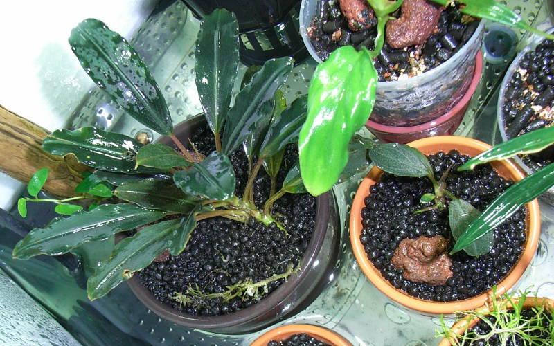 monamona様専用【 HW便】Bucephalandraセット - メルカリ 【 HW便