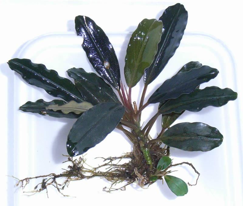 Bucephalandra sp. Pearl gray水上育成株 子株 TB TB便】Bucephalandra