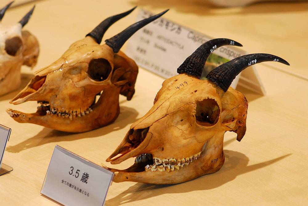 ニホンカモシカ頭蓋骨 コレクション ニホンカモシカの頭蓋骨の一部
