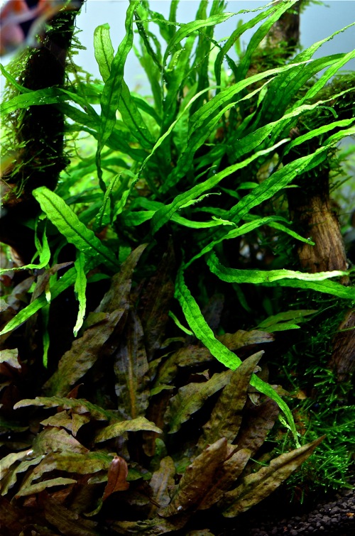 ミクロソリウム・本ナローとは？ : 水草水槽 と 写真 と 音楽