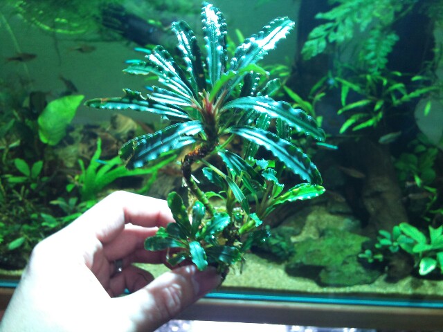 Bucephalandra sp. 