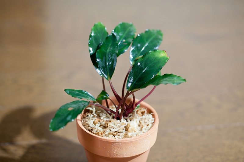 ひ*ろ様 ブセファランドラ Bucephalandra keris レアブセ