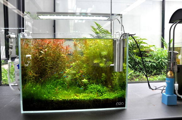 ブッパⅡアクアデザインアマノADA アクアリウム