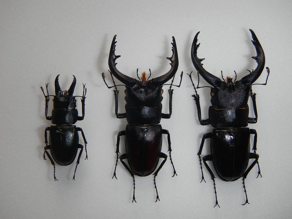 ノコギリクワガタ属雑記 : TRAVEL FOX 蝶にまつわるetc