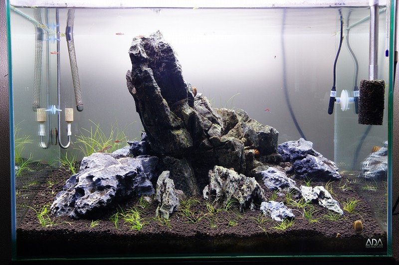 ADA アクアリウム用品 アクアデザインアマノ 20周年 ネイ