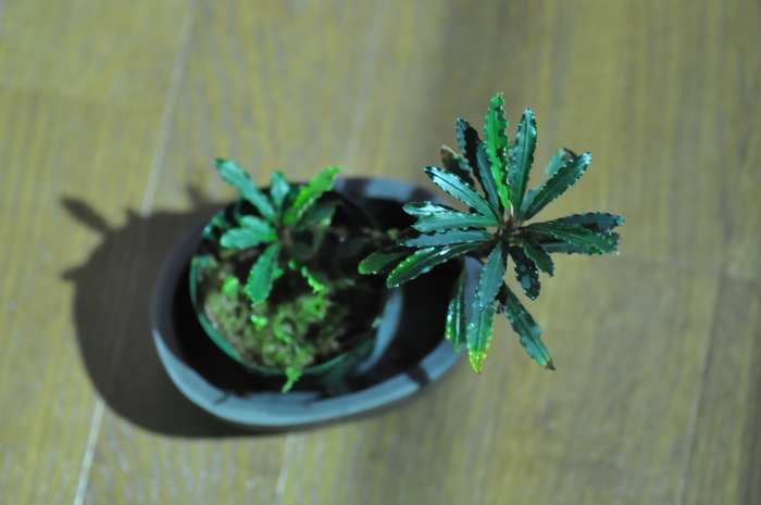 ペ*ン様 ブセファランドラ spathulifolia Balai karang ペ*ン様