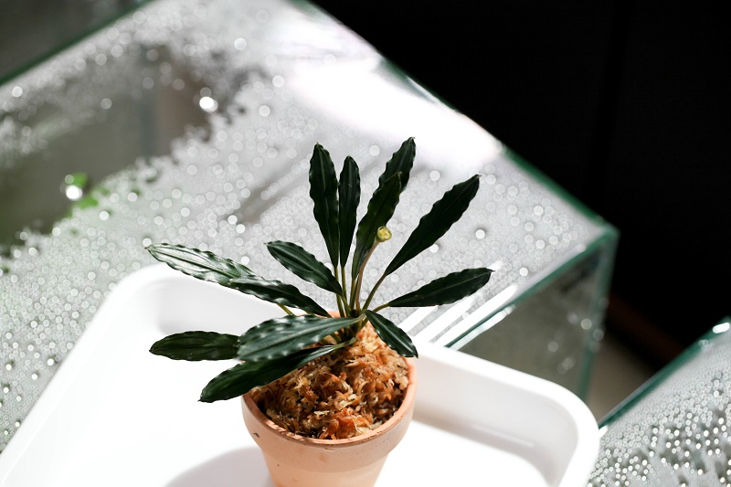 Bucephalandra sp. Sungai Ayak 細葉タイプ (LA) #1 : Vanilla Sky