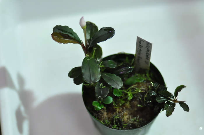 水草 Bucephalandra sp Air terjun Gunung Puis 水草 Bucephalandra sp