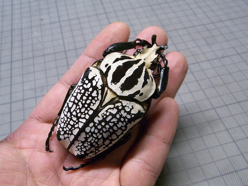 ゴライアス・ゴライアス（1オス、コンゴ産）