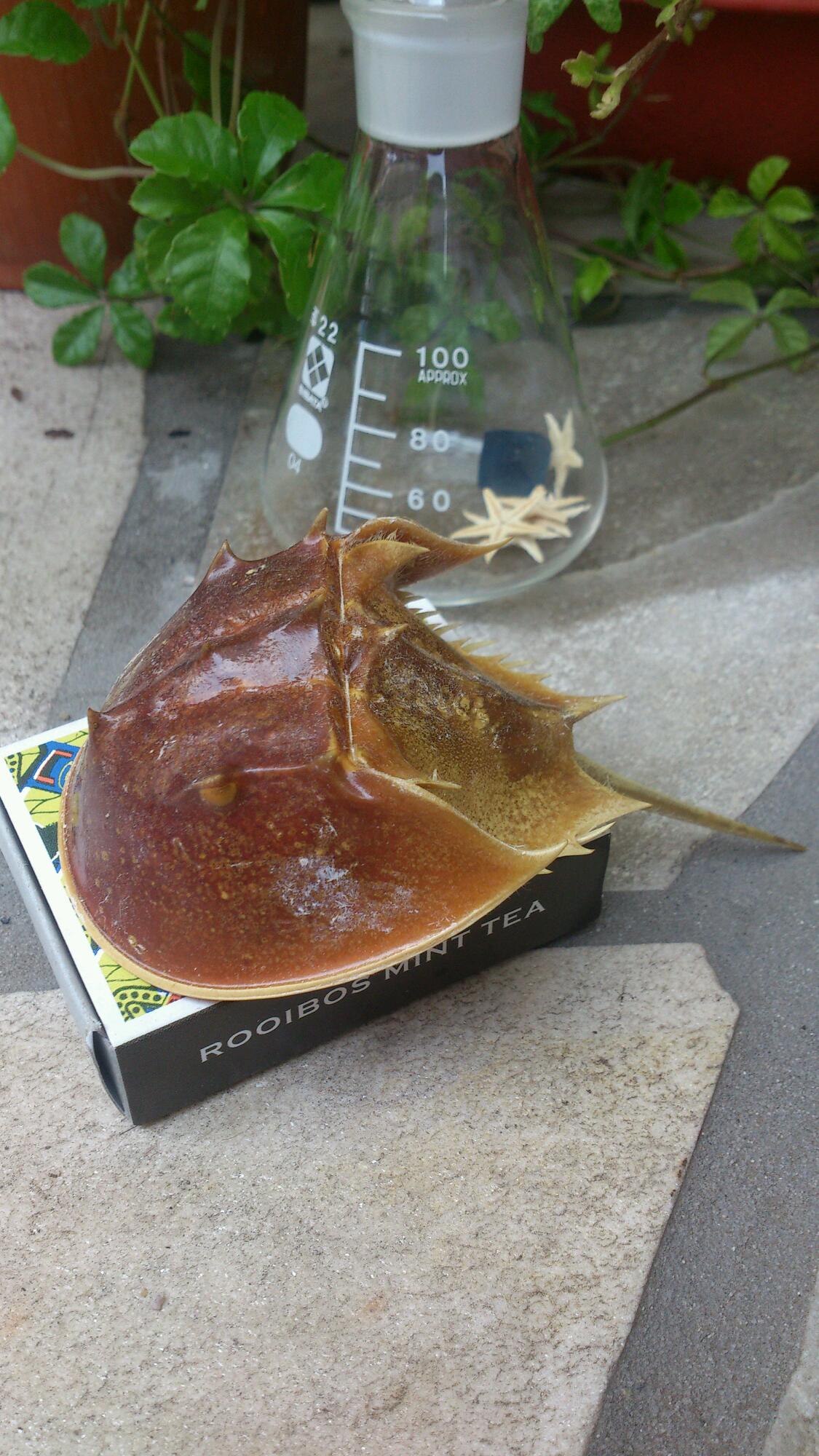 野生カブトガニ脱皮殻 約35センチ B級品 野生 カブトガニ脱皮殻 約38