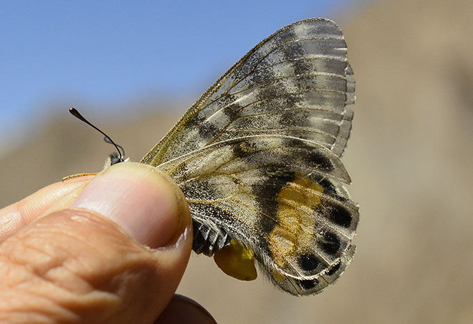 パルナシウス・アッコ（1オス、中国甘粛省キレンシャン）