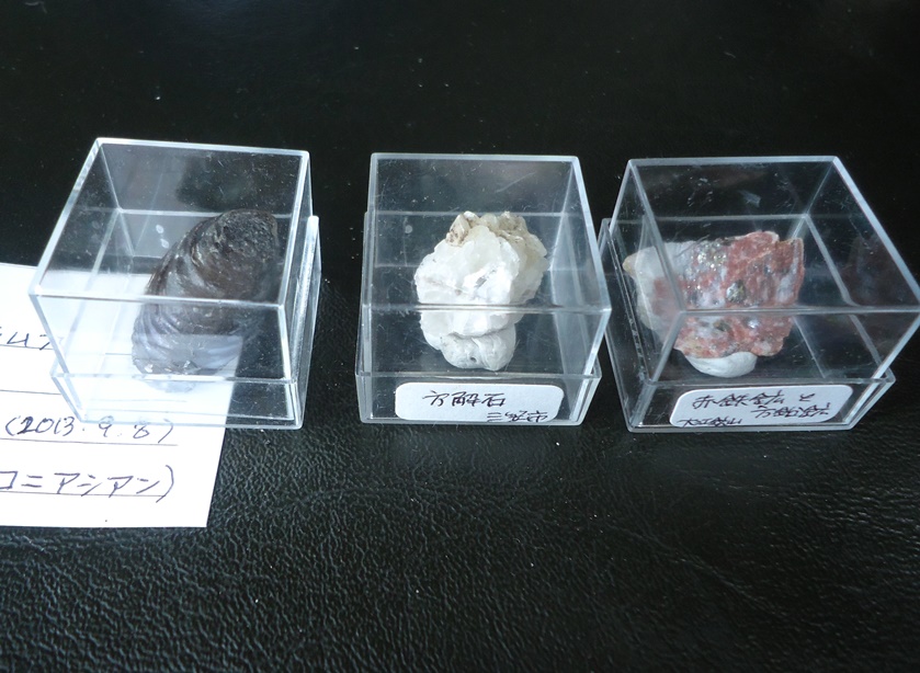 マイクロマウント（ミクロサイズ標本） : my earth my world