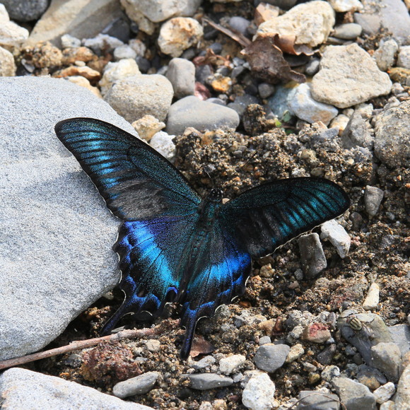 北海道産 ミヤマカラスアゲハ オス 1匹 異常型】ミヤマカラスアゲハ