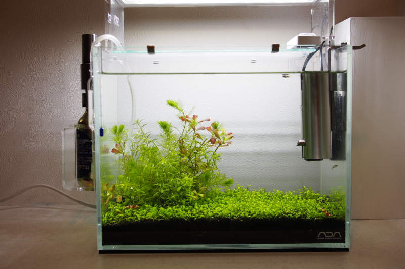 ADA ブッパ2 【公式通販】