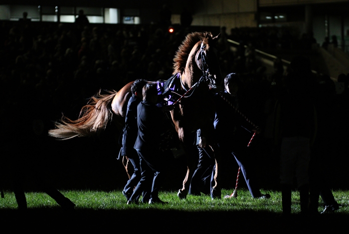 ユーキ オルフェーヴル 引退式額装写真 レース写真同梱 オルフェーヴル