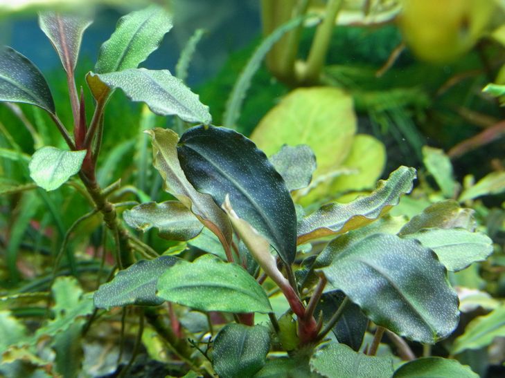 ブセファランドラ sp, オーロラ kn便 (水上葉) 大株 銀葉の最上級