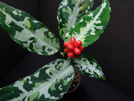 抽象的なパステル画 植物と球体宙花 抽象的なパステル画 植物と球体宙