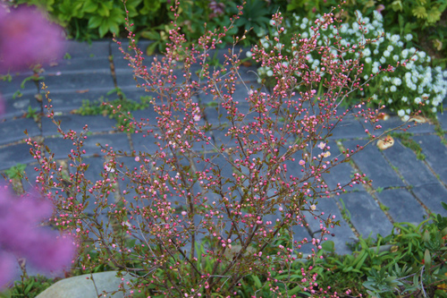 2つのコゴメザクラ : 風の通る庭