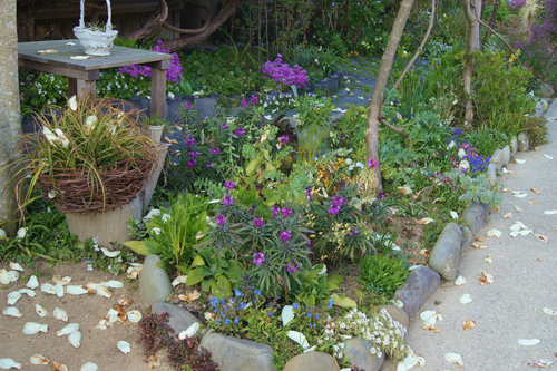 2つのコゴメザクラ : 風の通る庭