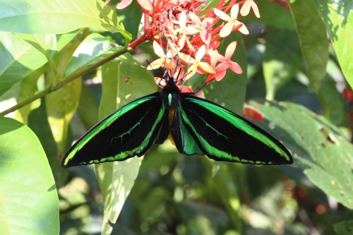ミドリメガネトリバネアゲハ（1オス・ビヤク島/インドネシア） バリ島